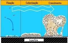 5-8) Sedimentos, algas e