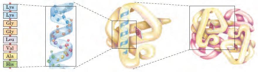 Bioquímica Celular 4) Substâncias Orgânicas - Proteínas II) Estrutura das proteínas Primária: Linear, aminoácidos mantidos pelas ligações peptídicas Secundária: Estrutura helicoidal