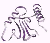 Desnaturação Protéica É a alteração da estrutura da proteína sem