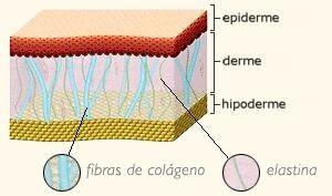 Colágeno- encontrada