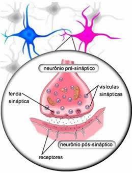 Os receptores nas membranas das células nervosas