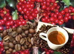 3) AVALIAÇÃO DA QUALIDADE DA BEBIDA DO CAFÉ PRODUZIDO EM SÃO PAULO, BASEADAS NAS PROJEÇÕES CLIMÁTICAS DO MODELO Eta (CENÁRIO A1B-IPCC/SRES) A qualidade sensorial da bebida do café é classificada