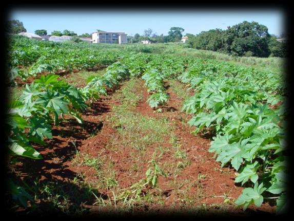 canola, cártamo, crambe, tremoço, niger,