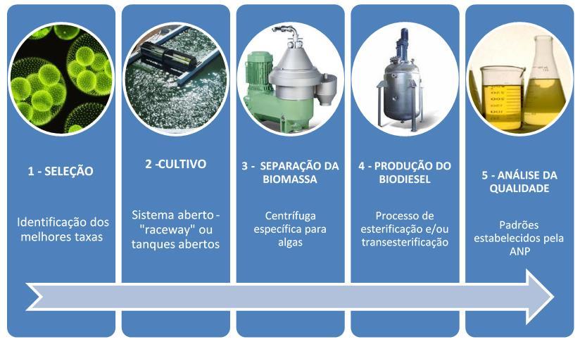 Projeto FINEP: Produção de biodieseis a partir de microalgas Desenvolver estudos científicos e tecnológicos que