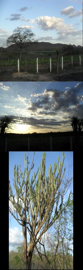 Vegetação que cobre uma área quase