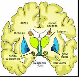 Figura 1. Localize na figura acima em um corte coronal do encéfalo os principais componentes dos gânglios da base.