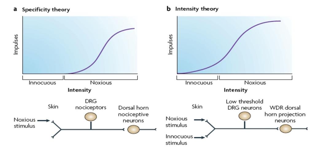 Relação entre o estímulo e a sinalização aferente primária nas teorias relacionadas com a Dor Teoria da Especificidade relacionada com receptores sensoriais de alto limiar que