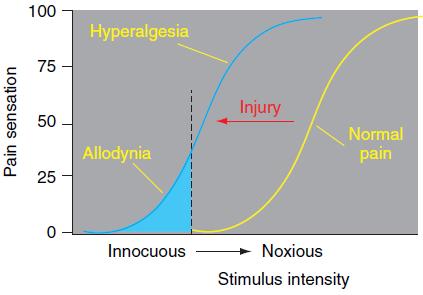 Diagram illustrating the changes in pain sensation induced by injury.