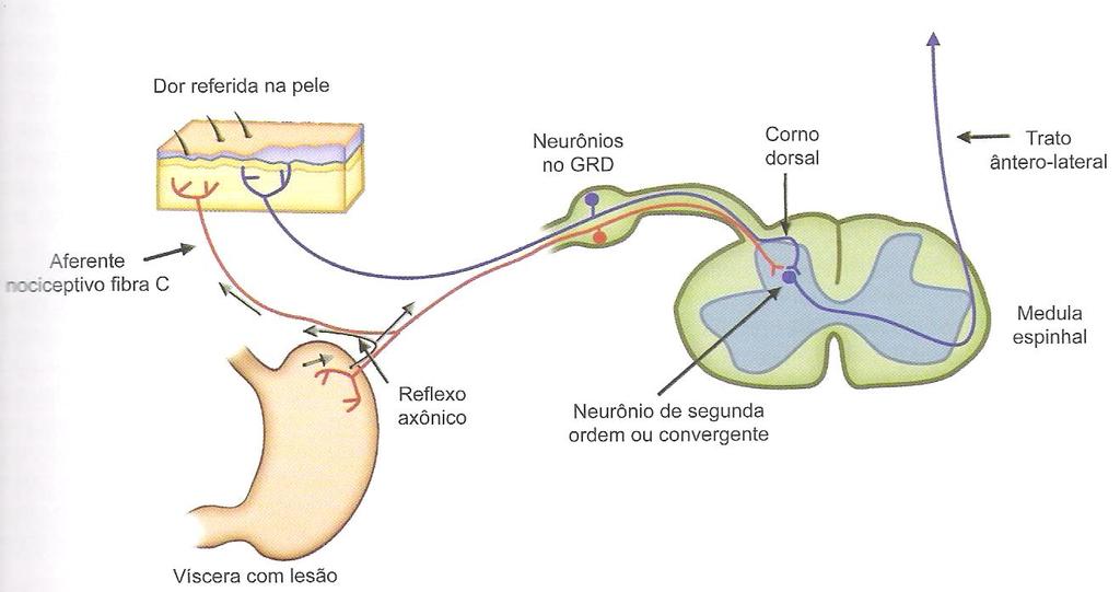 transmitidos pela ativação de nociceptores de uma