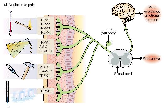Estímulos nocivos são transduzidos em atividade elétrica nos terminais periféricos nociceptivos (fibras amielínicas C e mielinizadas finas A ) de receptores específicos ou canais