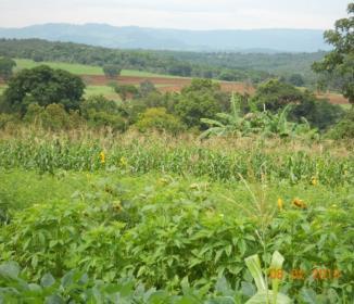 dias de campo Estratégia de ação TRÊS PONTOS FUNDAMENTAIS Manejo