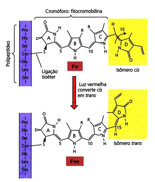 Modo de ação do fitocromo A isomeração do cromóforo resulta em