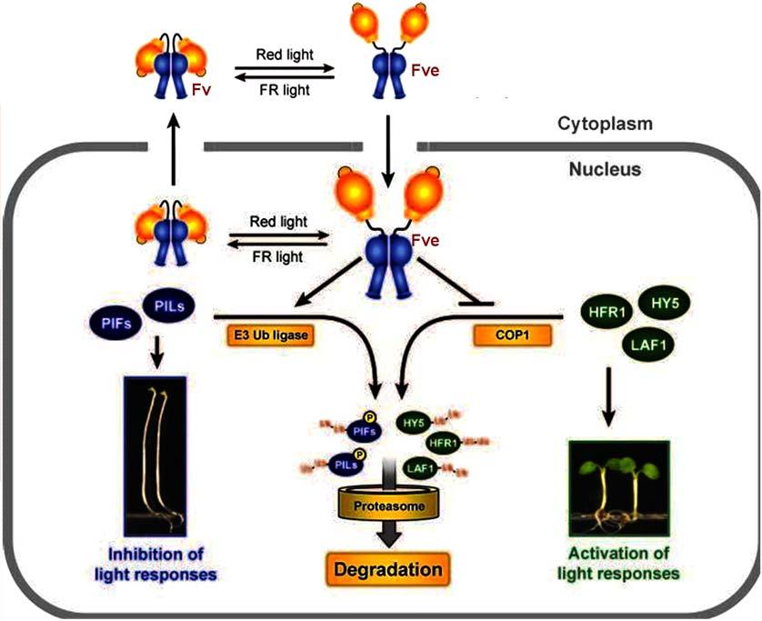 Modo de ação do fitocromo Os alvos primários do fitocromo