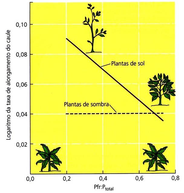 Escape do sombreamento Plantas de sombra X