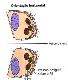 Gravitropismo Percepção da