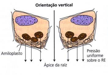 gravidade na parte aérea Ep