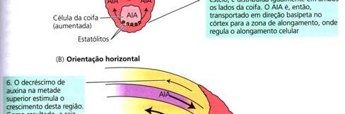 Diferentes fases do