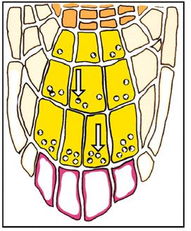 Gravitropismo Gravitropismo radicular e caulinar: diferenças e similaridades