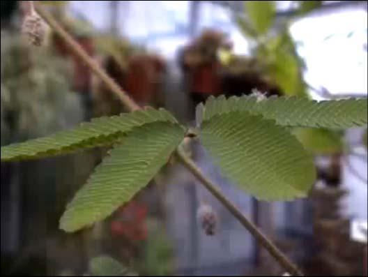 Nastismos: Tigmonastismo Vídeo: Tigmonastismo em Mimosa pudica