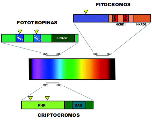 A luz como sinal ambiental Fotorreceptores em plantas - FITOCROMOS: absorvem predominantemente V (650-680 nm) e VE (710-740 nm) - CRIPTOCROMOS: absorvem azul (425-490 nm) e UV-A (320-400 nm) -