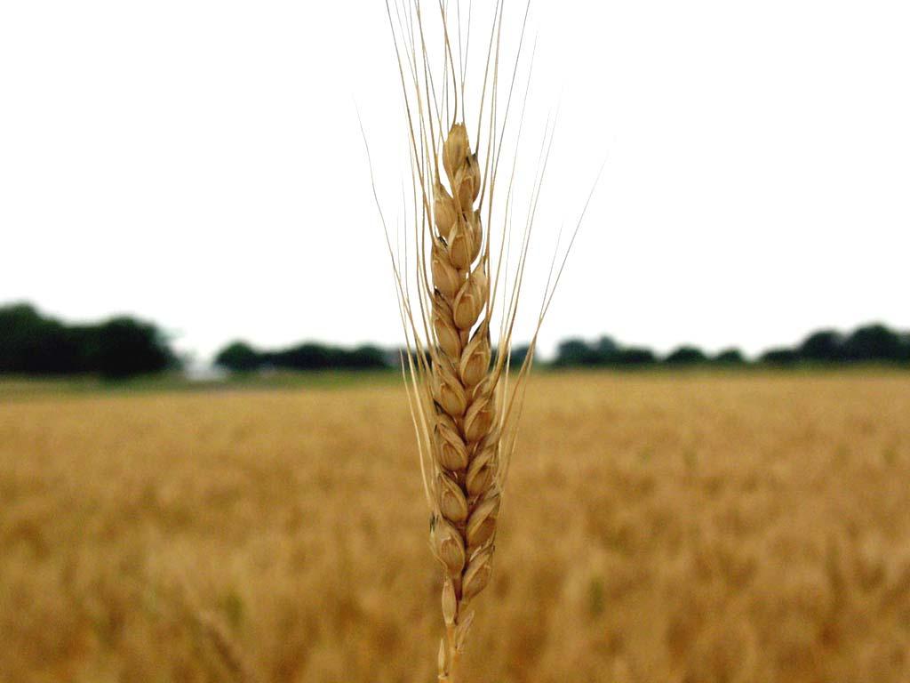 Variáveis de planta e solo