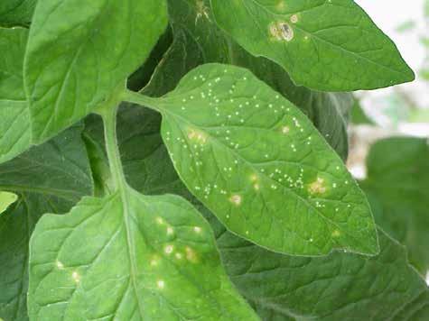 Estes danos afetam a planta ao diminuir a sua capacidade fotossintética.