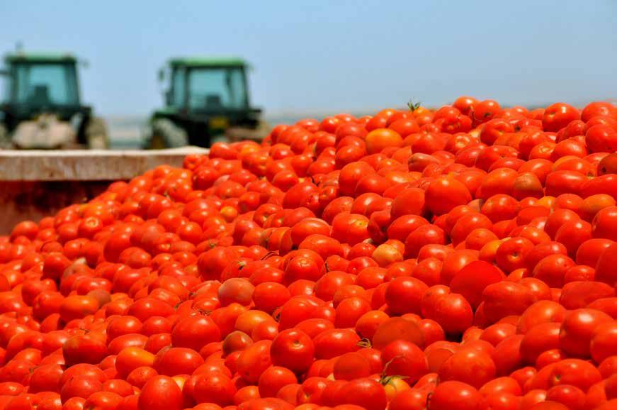AFÍDEOS Os afídeos podem afetar a cultura do tomateiro de duas formas: através da alimentação, com consumo de seiva e consequente debilidade geral da planta, ou através da segregação de melada, que