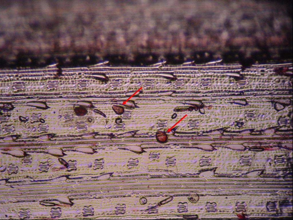 Figura 1. Esporos de Puccinia kuehnii não germinados (setas) sobre a superfície de folhas de cana-de-açúcar após 24 horas de câmara úmida.