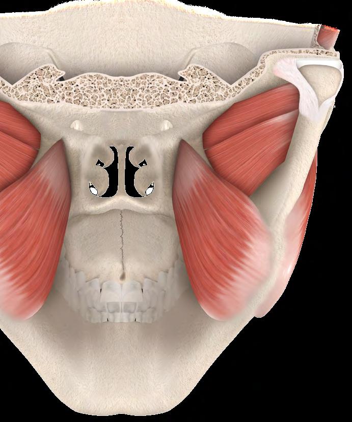 PTERIGOIDEO LATERAL.