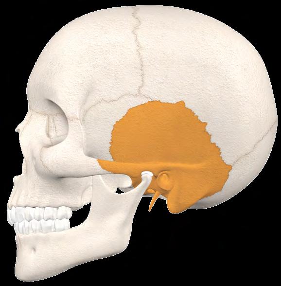 ZIGOMÁTICO OSSO OCCIPITAL