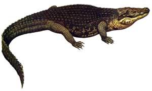 Alligator -