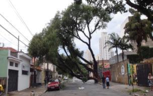 Desafios da arborização urbana em São Paulo Incidentes de árvores na rede aérea