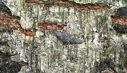 O caso das mariposas de Manchester: Imagem: Gilles San Martin / Traça o Apimentado Biston betularia (Lepidoptera,