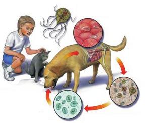 Review Of Research ISSN: 2249-894X Impact Factor : 5.2331(UIF) FATORES SOCIOECONÔMICOS E AMBIENTAIS ASSOCIADOS À PREVALÊNCIA DE PARASITOSES EM CRIANÇAS DE REDENÇÃO, ESTADO DO PARÁ, BRASIL.