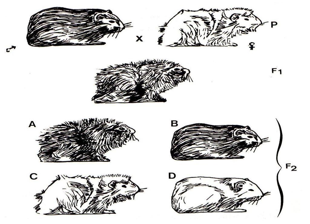 Considere a figura ao lado, que esquematiza 3 gerações de cobaias. Cruzaram-se duas linhas puras de cobaias (geração P) : uma linha de pelos pretos e lisos e outra linha de pelos brancos e eriçados.