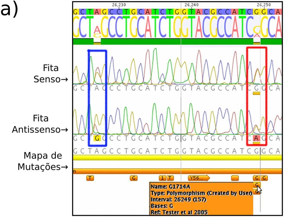 Fig. 3 - Identificação de variantes gênicas por sequenciamento e análise com o software Geneious Pro.