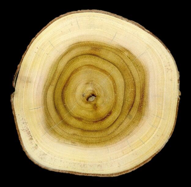 Vinhático (Plathymenia foliolosa Benth.