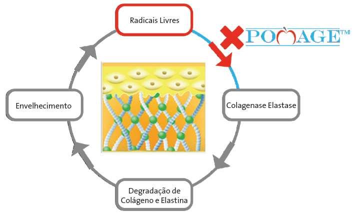 Modelo de Degradação de Colágeno Interrompido por Pomage Modelo proposto para a inibição da degradação de colágeno no tecido conectivo da pele humana por Pomage.
