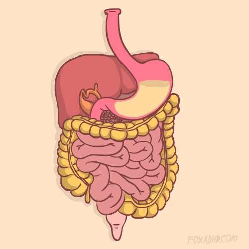 ESTÔMAGO Está situado no abdome, logo abaixo do diafragma, anteriormente ao pâncreas, superiormente ao duodeno e a esquerda do fígado. parcialmente coberto pelas costelas.