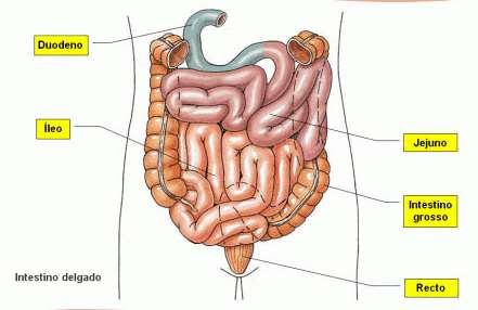 INTESTINO DELGADO A principal parte da digestão ocorre no intestino delgado, que se estende do piloro até a junção ileocecal, que se reúne com o