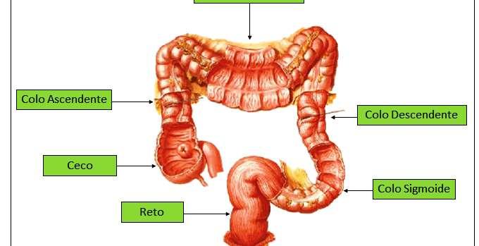 INTESTINO GROSSO O quilo chega no intestino grosso, onde ocorre a absorção de água e sais minerais ;