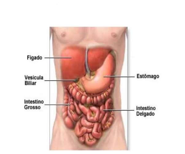 2. FÍGADO O fígado é a maior glândula do organismo, e é também a mais volumosa víscera abdominal.