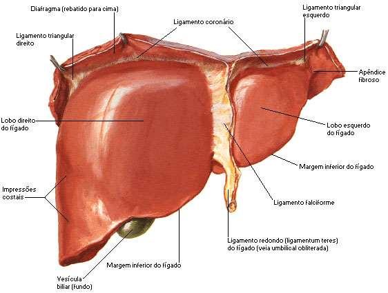 FÍGADO O fígado é um órgão vital, sendo essencial o funcionamento de pelo menos 1/3 dele - além da bile que é indispensável na