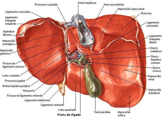FÍGADO A função digestiva do fígado é produzir a bile, uma secreção verde amarelada, para passar para o duodeno.