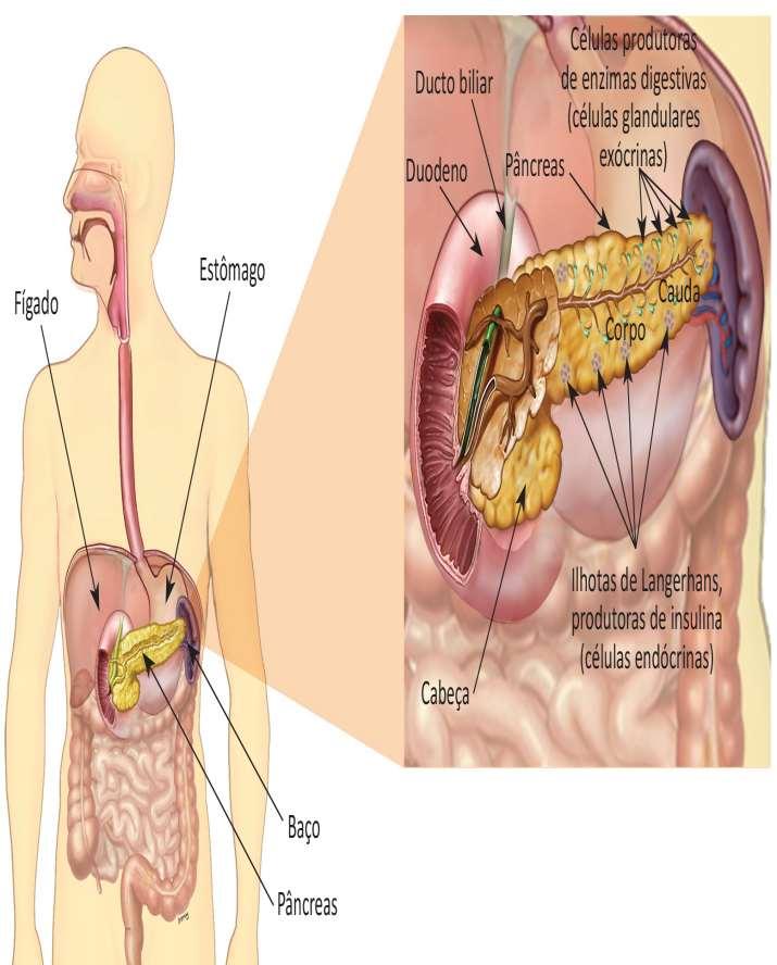 4. PÂNCREAS O pâncreas produz através de uma secreção exócrina o suco pancreático que entra no duodeno através dos ductos pancreáticos, uma secreção endócrina produz glucagon e insulina que entram no