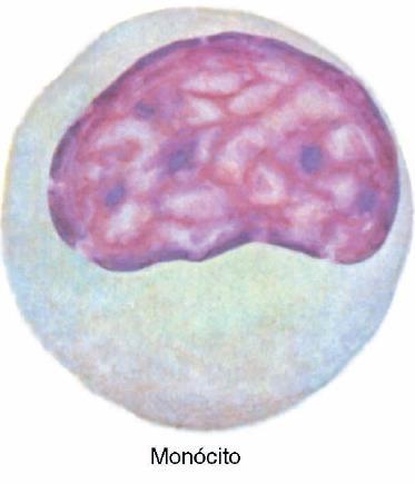 2. Monócitos: Maiores células, com núcleo ovoide, em forma de rim ou
