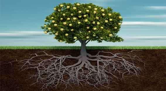 Crescimento/desenvolvimento do sistema radicular: sinalização hormonal e formação de raízes