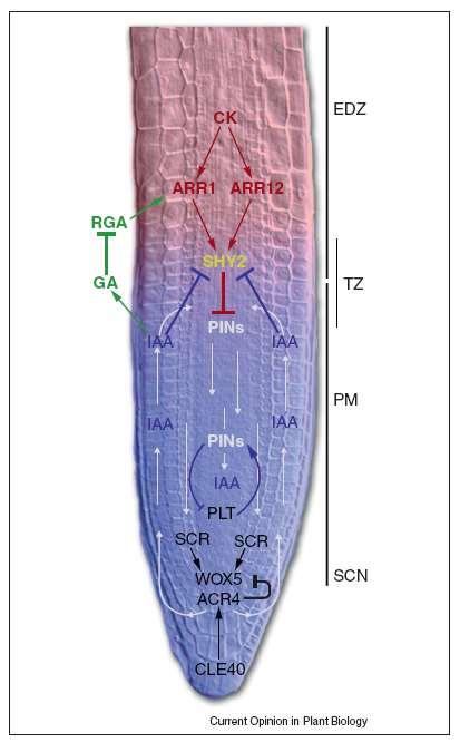 Diferenciação do MAR: o papel das citocininas (CKs) Azul = AIA Rosa = CKs SHY2 = (SHORT HYPOCOTYL2) É INDUZIDO POR CKs,