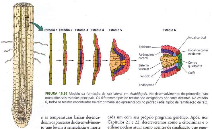 Formação de raízes laterais