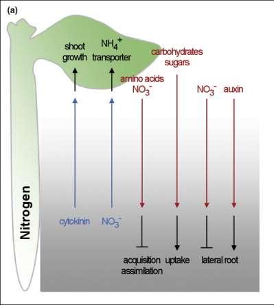 Status nitrogenado da planta: sinalização por